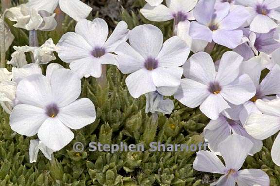 phlox condensata 2 graphic